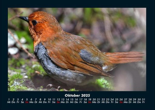Produktbild: Vogelparadies 2025 Fotokalender DIN A4