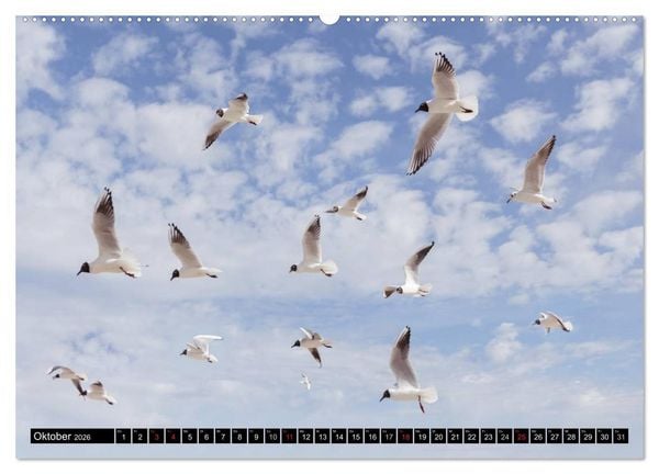 Produktbild: Ostsee - Tr&auml;ume vom Meer (Wandkalender 2026 DIN A2 quer), CALVENDO Monatskalender