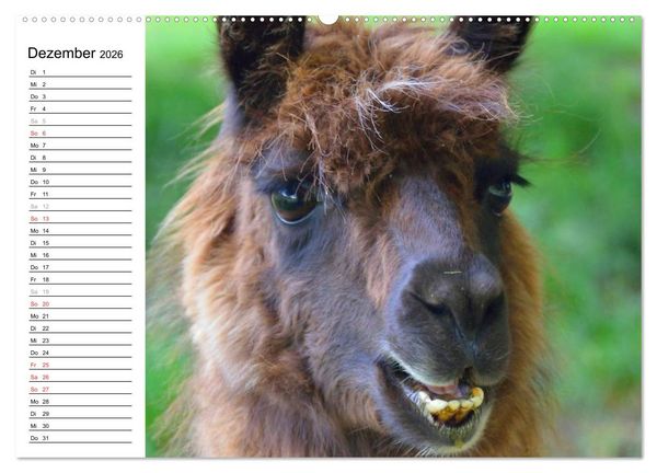 Produktbild: Alpakas und Lamas (Wandkalender 2026 DIN A2 quer), CALVENDO Monatskalender