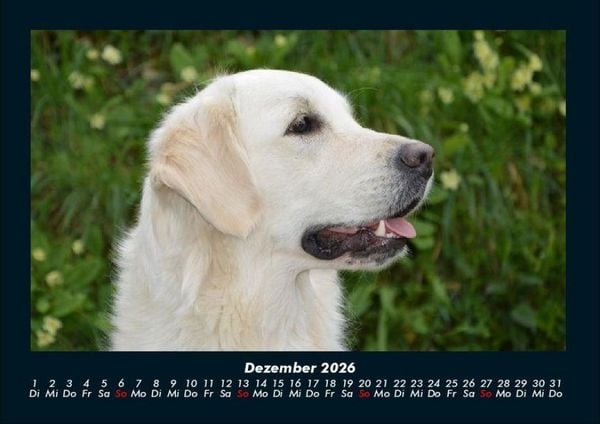 Produktbild: Hundezauber 2026 Fotokalender DIN A4