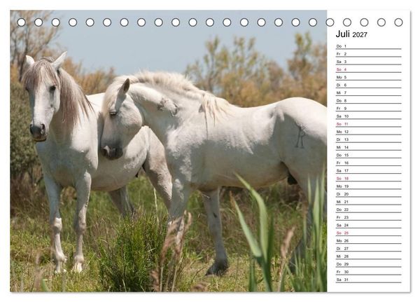 Produktbild: Pferde der Camargue &ndash; Schimmel im Rh&ocirc;nedelta (Tischkalender 2027 DIN A5 quer), CALVENDO Monatskalender