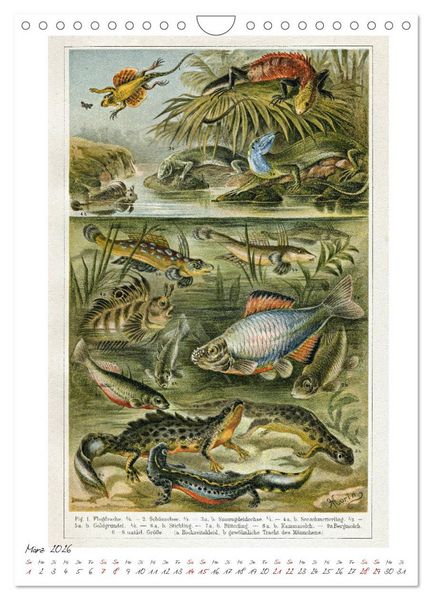 Produktbild: Formenspiele der Evolution. Chromolithographien des 19. Jahrhunderts (Wandkalender 2026 DIN A4 hoch), CALVENDO Monatskalender