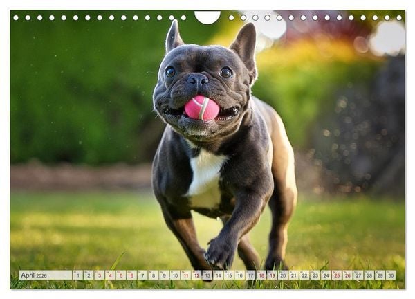 Produktbild: Bullys in Action - Franz&ouml;sische Bulldoggen lieben B&auml;lle (Wandkalender 2026 DIN A4 quer), CALVENDO Monatskalender
