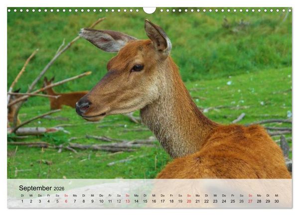 Produktbild: Rotwild. Edle Hirsche, stolze K&uuml;he (Wandkalender 2026 DIN A3 quer), CALVENDO Monatskalender