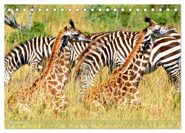 Produktbild: Giraffen: Die afrikanischen Riesen mit Weitblick (Tischkalender 2026 DIN A5 quer), CALVENDO Monatskalender