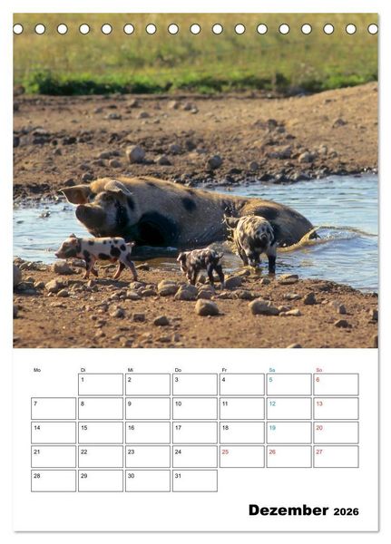 Produktbild: Schweine 2026 (Tischkalender 2026 DIN A5 hoch), CALVENDO Monatskalender