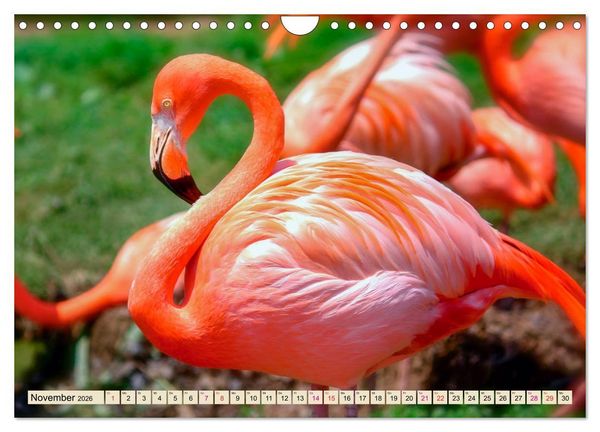 Produktbild: Flamingos - elegante Sch&ouml;nheiten (Wandkalender 2026 DIN A4 quer), CALVENDO Monatskalender
