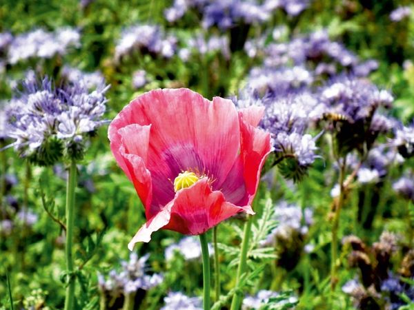 Produktbild: Ein Motiv aus dem Kalender Traumhafte Mohnbl&uuml;te (Puzzle)