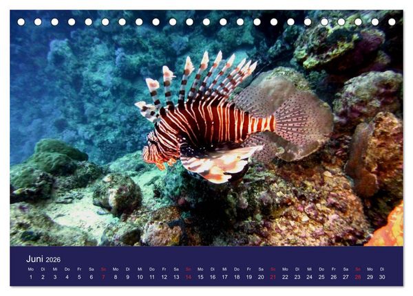 Produktbild: Wunderwelt Korallenriffe (Tischkalender 2026 DIN A5 quer), CALVENDO Monatskalender