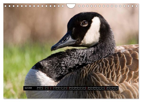 Produktbild: CANADA GOOSE / UK-Version (Wall Calendar 2026 DIN A4 landscape), CALVENDO 12 Month Wall Calendar