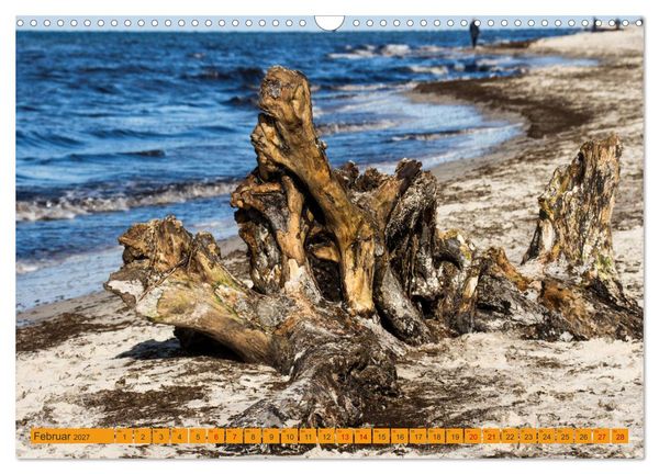 Produktbild: Wilder Dar&szlig;er Weststrand (Wandkalender 2027 DIN A3 quer), CALVENDO Monatskalender