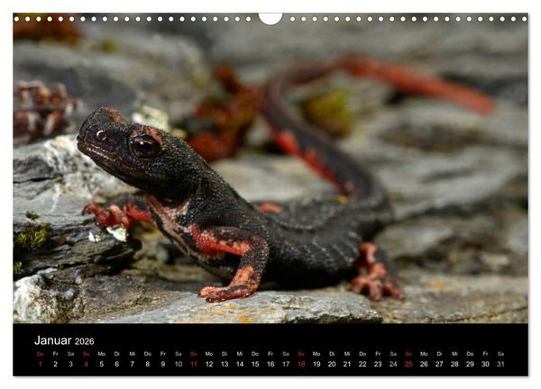 Produktbild: Salamander und Molche (Wandkalender 2026 DIN A3 quer), CALVENDO Monatskalender