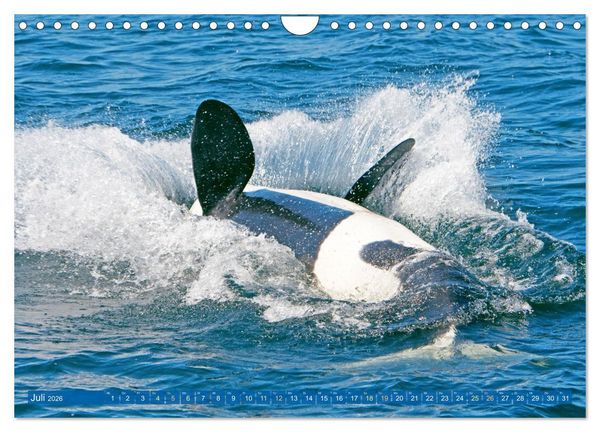 Produktbild: Orcas: Schwarz-wei&szlig;e Giganten (Wandkalender 2026 DIN A4 quer), CALVENDO Monatskalender