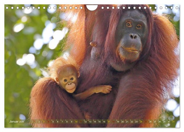 Produktbild: Waldmenschen - Orang Utans auf Borneo (Wandkalender 2026 DIN A4 quer), CALVENDO Monatskalender