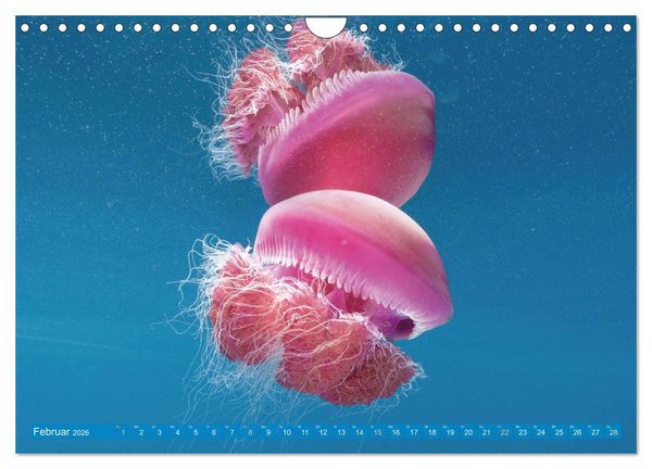 Produktbild: Tauchen: Wunderbares tiefblaues Meer (Wandkalender 2026 DIN A4 quer), CALVENDO Monatskalender
