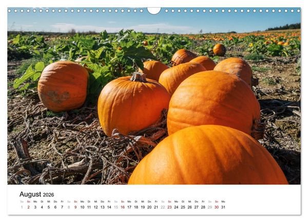 Produktbild: K&Uuml;RBIS KALENDER - Die sch&ouml;nsten K&uuml;rbisse des Jahres (Wandkalender 2026 DIN A3 quer), CALVENDO Monatskalender