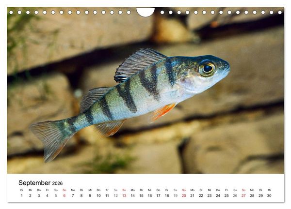 Produktbild: Fischzauber - Wundervolle Aquarienfische (Wandkalender 2026 DIN A4 quer), CALVENDO Monatskalender