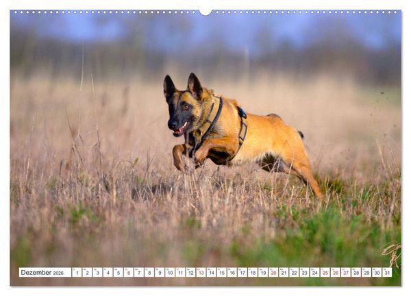 Produktbild: Malinois - belgischer Sch&auml;ferhund (hochwertiger Premium Wandkalender 2026 DIN A2 quer), Kunstdruck in Hochglanz