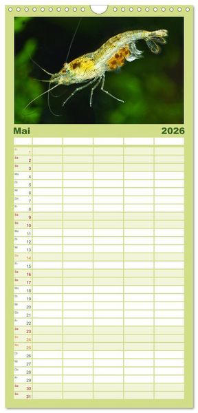 Produktbild: Familienplaner 2026 - Dwarf Shrimps mit 5 Spalten (Wandkalender, 21 x 45 cm) CALVENDO