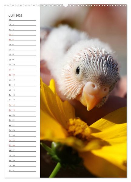 Produktbild: WELLENSITTICHE - S&uuml;&szlig;e Wellis (Wandkalender 2026 DIN A2 hoch), CALVENDO Monatskalender