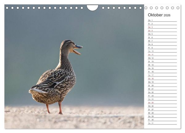 Produktbild: Emotionale Momente: Die Stockente. (Wandkalender 2026 DIN A4 quer), CALVENDO Monatskalender