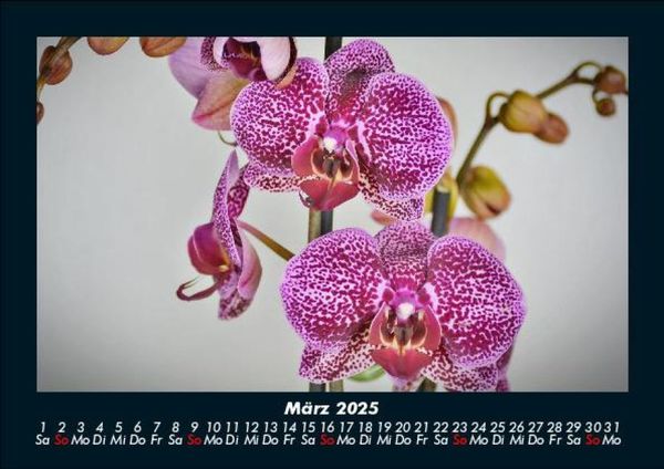 Produktbild: Blumentr&auml;ume 2025 Fotokalender DIN A5
