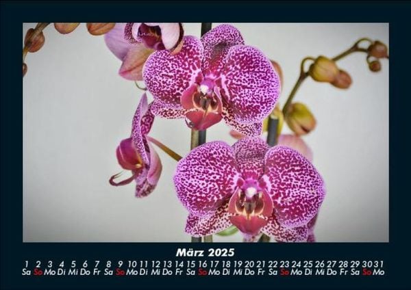 Produktbild: Blumentr&auml;ume 2025 Fotokalender DIN A5