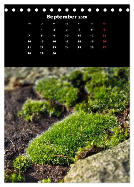 Produktbild: Die Welt der Moose. Ein Blick nach unten (Tischkalender 2026 DIN A5 hoch), CALVENDO Monatskalender