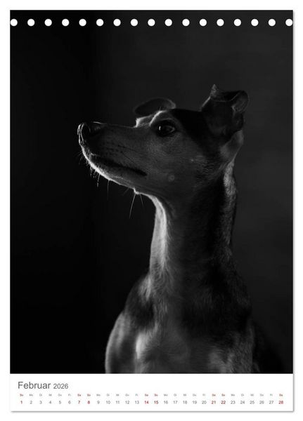 Produktbild: Fine Art Hundeportraits (Tischkalender 2026 DIN A5 hoch), CALVENDO Monatskalender