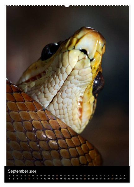 Produktbild: Auge in Auge mit coolen Typen - REPTILIEN (hochwertiger Premium Wandkalender 2026 DIN A2 hoch), Kunstdruck in Hochglanz