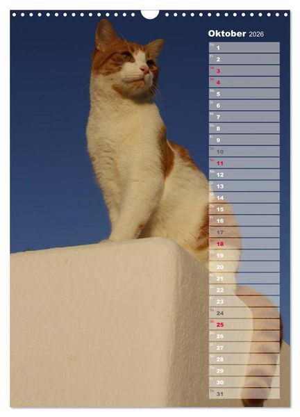 Produktbild: Hauskatzen (Wandkalender 2026 DIN A3 hoch), CALVENDO Monatskalender