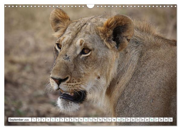 Produktbild: Simba Masai Mara Kenya Africa (Wall Calendar 2026 DIN A3 landscape), CALVENDO 12 Month Wall Calendar