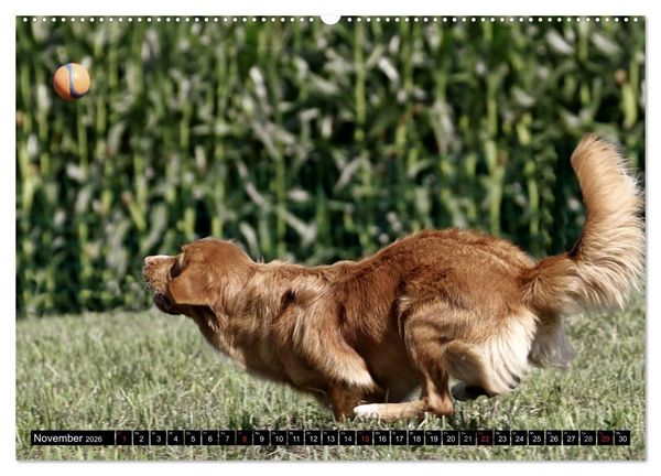 Produktbild: Nova Scotia Duck Tolling Retriever (Wandkalender 2026 DIN A2 quer), CALVENDO Monatskalender