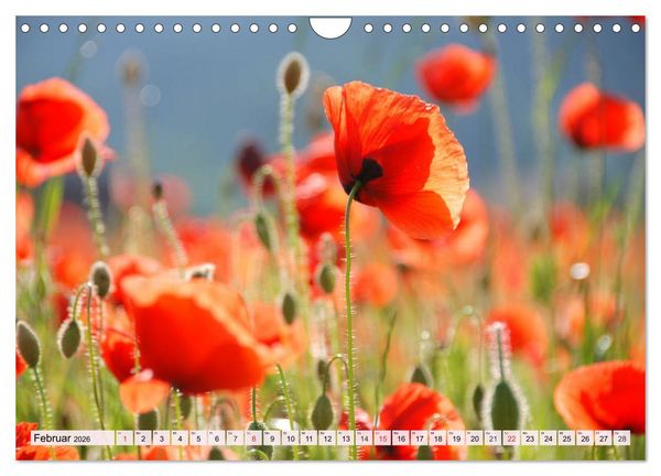 Produktbild: Mohnblumen. Leuchtender Liebreiz auf Wiesen und in G&auml;rten (Wandkalender 2026 DIN A4 quer), CALVENDO Monatskalender
