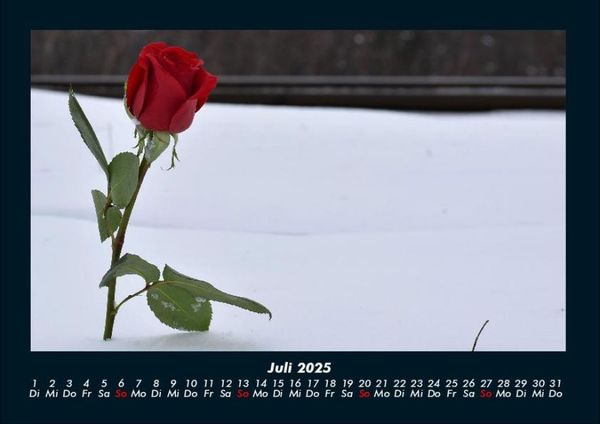 Produktbild: Rosentraum 2025 Fotokalender DIN A4