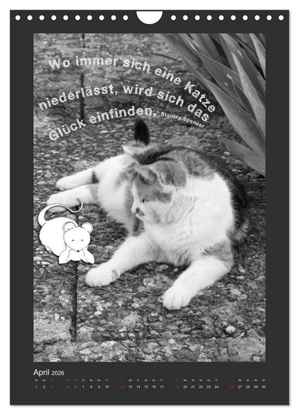 Produktbild: Katz & Maus (Wandkalender 2026 DIN A4 hoch), CALVENDO Monatskalender