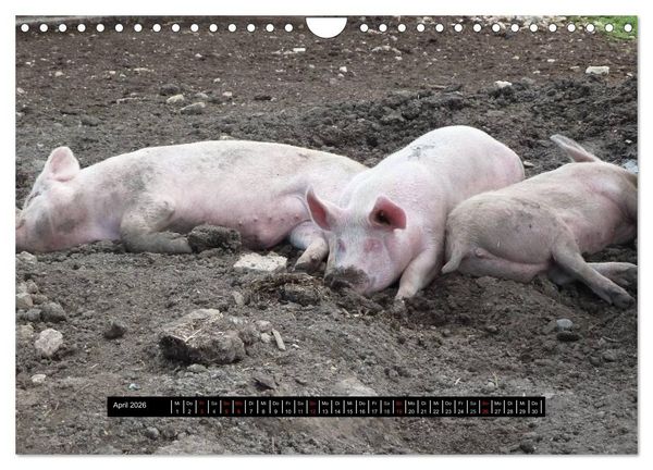 Produktbild: Schweinereien (Wandkalender 2026 DIN A4 quer), CALVENDO Monatskalender