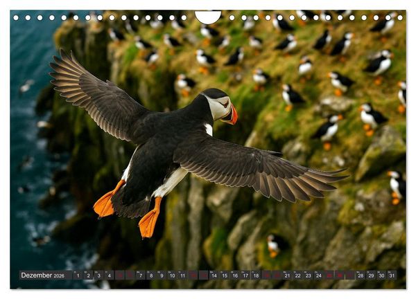 Produktbild: &Uuml;ber dem Vogelflug (Wandkalender 2026 DIN A4 quer), CALVENDO Monatskalender