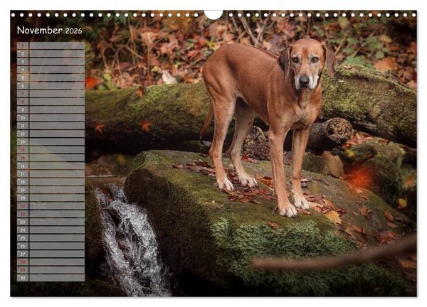 Produktbild: Rhodesian Ridgeback - Herzen auf vier Pfoten (Wandkalender 2026 DIN A3 quer), CALVENDO Monatskalender