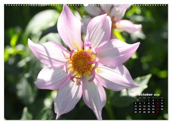 Produktbild: Magical Dahlias (High Quality Premium Wall Calendar 2026 DIN A2 landscape),CALVENDO 12 Month Wall Calendar