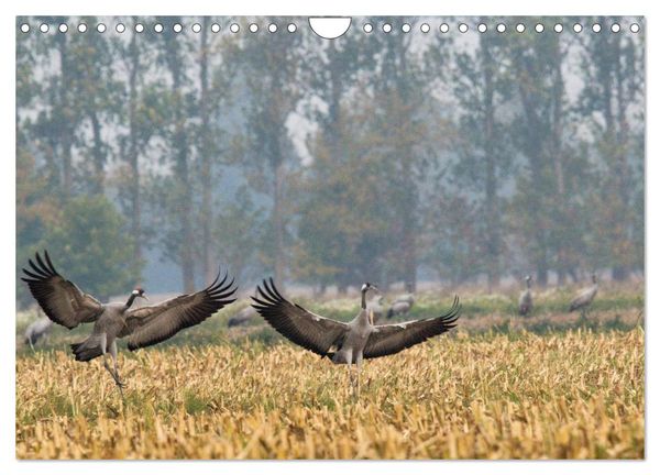 Produktbild: Kraniche auf dem Weg nach S&uuml;den (Wandkalender 2025 DIN A4 quer), CALVENDO Monatskalender