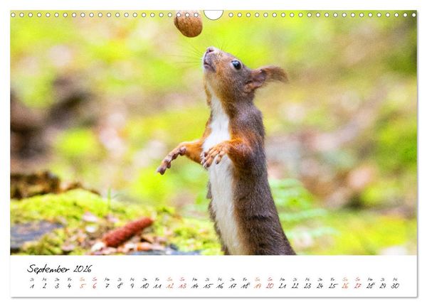 Produktbild: Die Schwarzwald-Eichh&ouml;rnchen (Wandkalender 2026 DIN A3 quer), CALVENDO Monatskalender