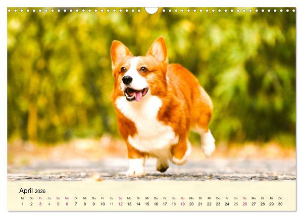 Produktbild: Welsh Corgi. Zauberhafter Dickkopf auf kurzen Beinen (Wandkalender 2026 DIN A3 quer), CALVENDO Monatskalender