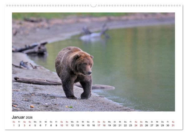 Produktbild: Braunb&auml;ren in Alaska (Wandkalender 2026 DIN A2 quer), CALVENDO Monatskalender
