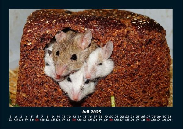 Produktbild: Haustierkalender 2025 Fotokalender DIN A4