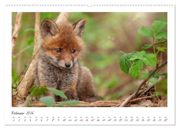 Produktbild: F&uuml;chse - zauberhafte Seelen (Wandkalender 2026 DIN A2 quer), CALVENDO Monatskalender