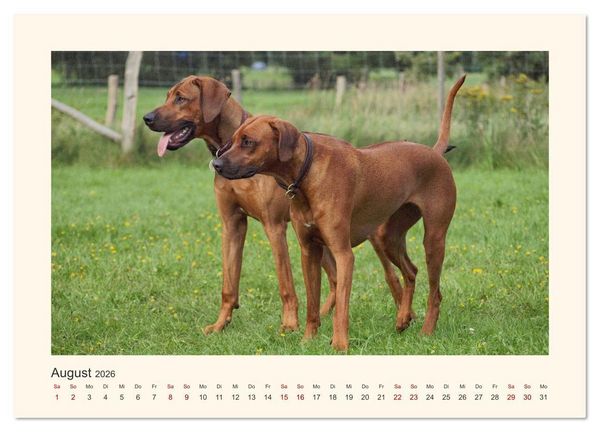 Produktbild: Rhodesian Ridgeback Power aus S&uuml;dafrika (hochwertiger Premium Wandkalender 2026 DIN A2 quer), Kunstdruck in Hochglanz