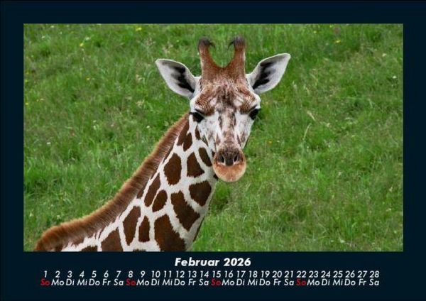 Produktbild: Giraffen 2026 Fotokalender DIN A5