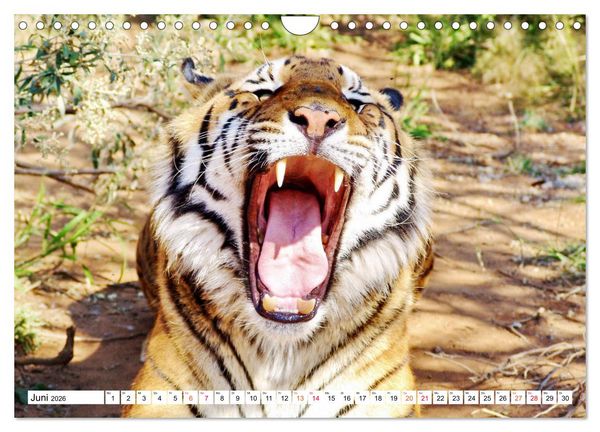 Produktbild: TIGER IMPRESSIONEN Gestreifte Seltenheit auf unserer Erde (Wandkalender 2026 DIN A4 quer), CALVENDO Monatskalender