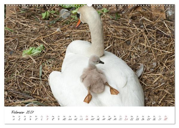 Produktbild: Vom K&uuml;ken zum Schwan (Wandkalender 2027 DIN A2 quer), CALVENDO Monatskalender